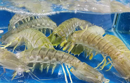海鲜怎么入口报关？？？有哪些注重事项？？？